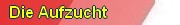 Die Aufzucht
